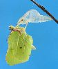 &eacute;closion s&eacute;quenc&eacute;e de "citron" (Gonepteryx rhamni), photo 8