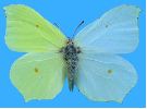 gynandromorphe de Citron (Gonepteryx rhamni), photomontage