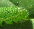 chenille de Citron (Gonepteryx rhamni),d&eacute;tail de la t&ecirc;te