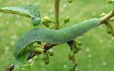 chenille de Citron (Gonepteryx rhamni)&agrave; terme (photo 2)