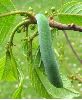 chenille de Citron (Gonepteryx rhamni)&agrave; terme (photo 3)