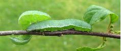 chenille de Citron (G. rhamni) en prénymphose (photo 3)