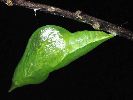 chrysalide "fra&icirc;che" de Citron (Gonepteryx rhamni) photo 2