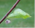 chrysalide de Citron (Gonepteryx rhamni) photo 2