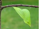 chrysalide de Citron (Gonepteryx rhamni) photo3