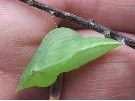 chrysalide de Citron (Gonepteryx rhamni) photo 4