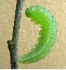Pr&eacute;-nymphe de Citron (Gonepteryx rhamni), photo 1