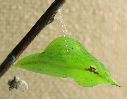 chrysalide de Citron (Gonepteryx rhamni) photo 5