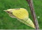 chrysalide de Citron (Gonepteryx rhamni) sur le point d'&eacute;clore (photo 2)