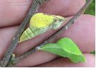 chrysalides de Citron (Gonepteryx rhamni) initiale et &agrave; terme (photo 1)