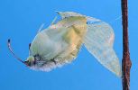 émergence d'une femelle de Citron (Gonepteryx rhamni) initiale et à terme (photo 4)
