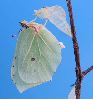 émergence d'une femelle de Citron (Gonepteryx rhamni) initiale et à terme (photo 8)