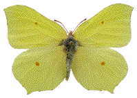 Citron (Gonepteryx rhamni) mâle
