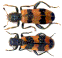 Trichodes apiarius et alvearius