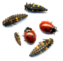 larves et adultes de coccinella septem punctata