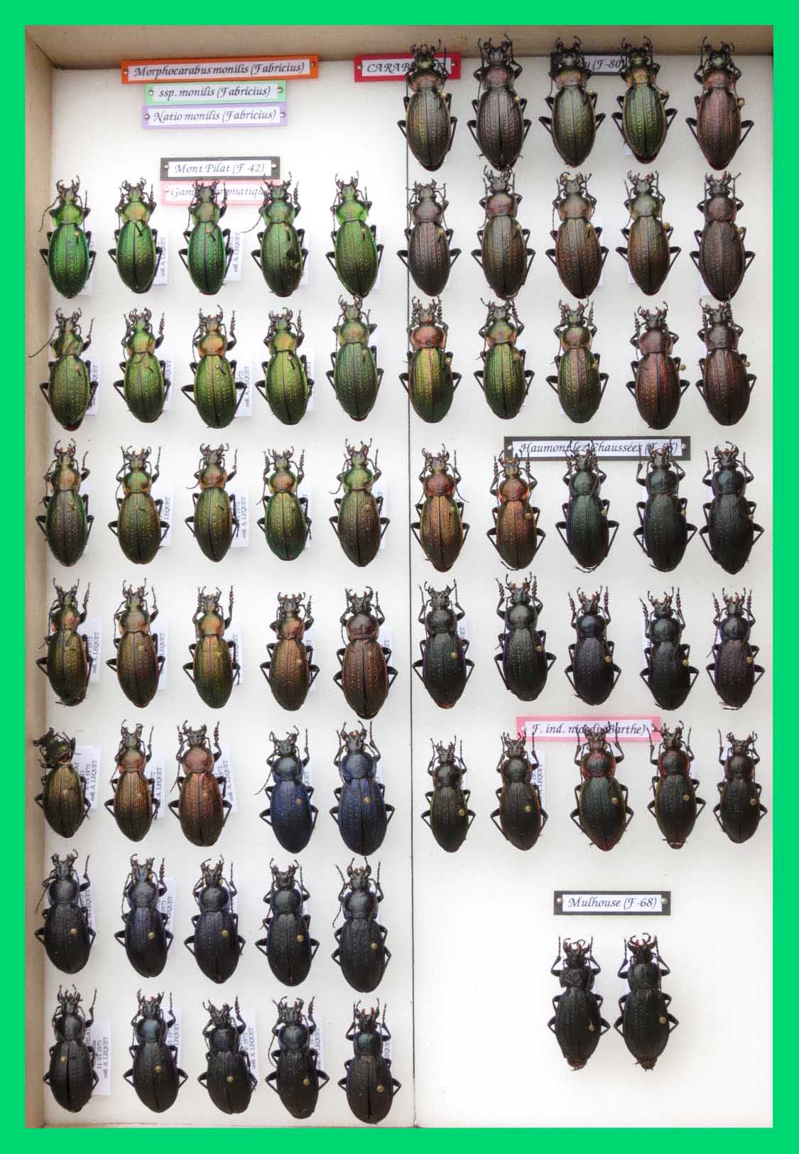 Morphocarabus monilis (9)