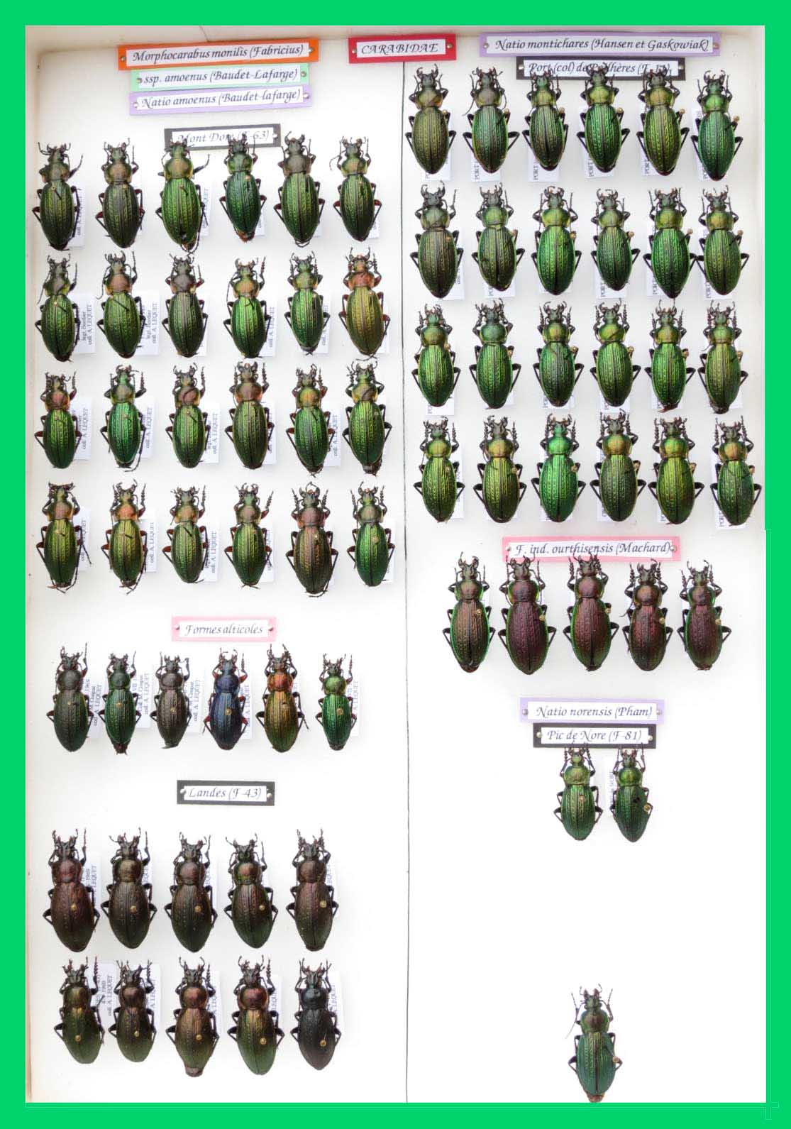 Morphocarabus monilis (11)