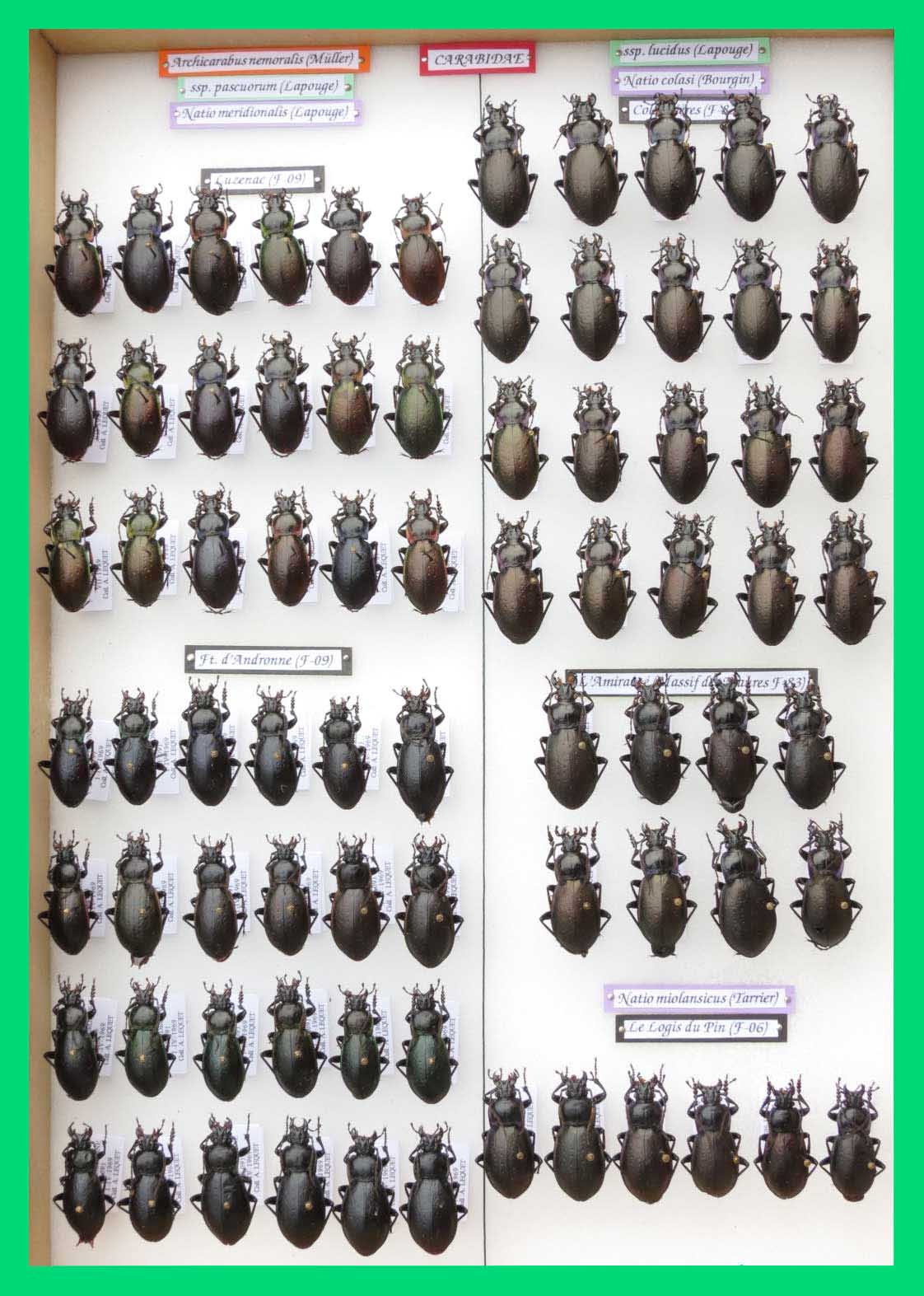 Archicarabus nemoralis (2)