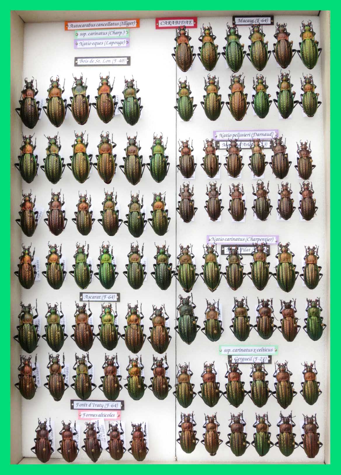 Autocarabus cancellatus (1)