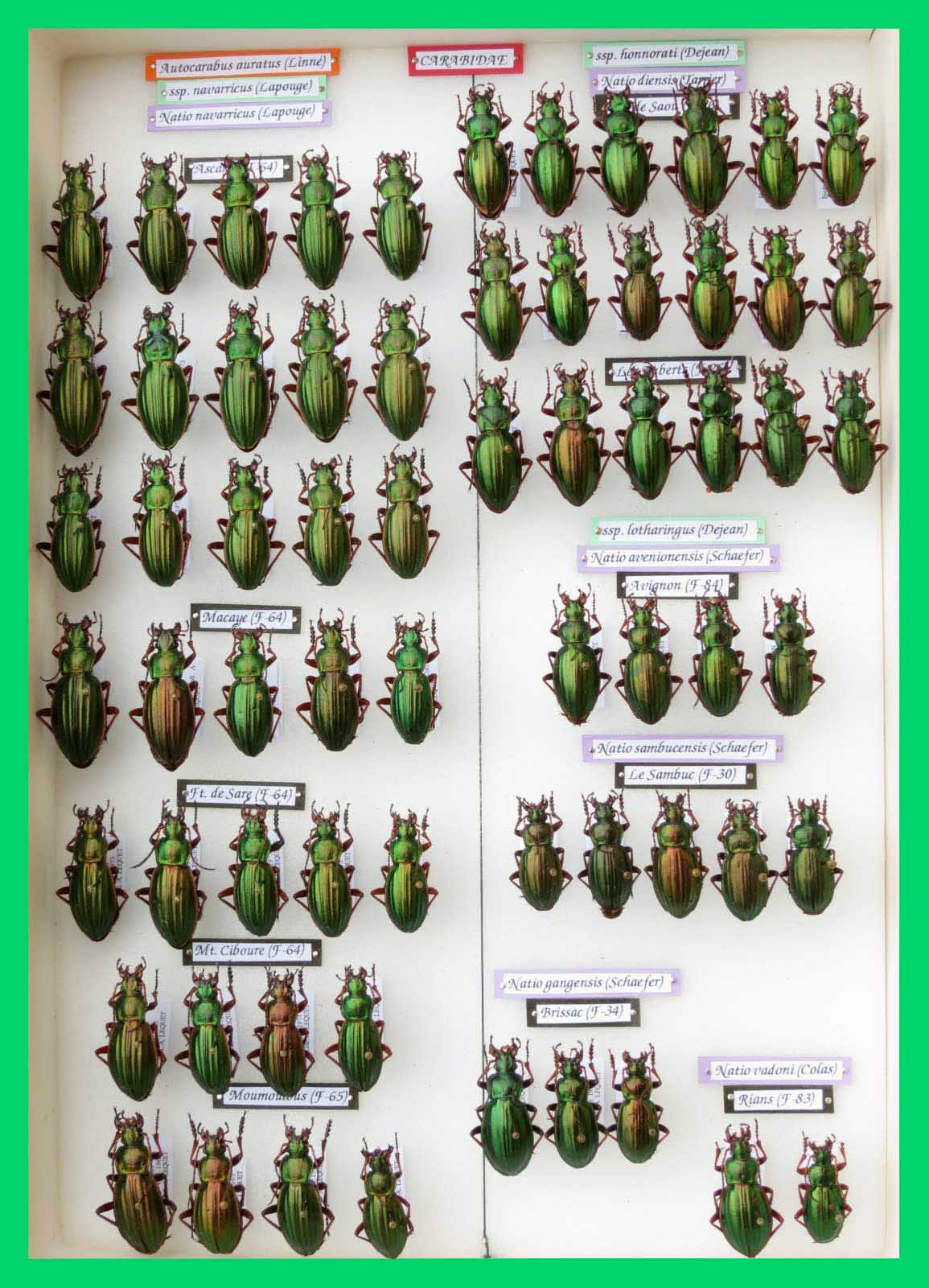 Autocarabus auratus (5)