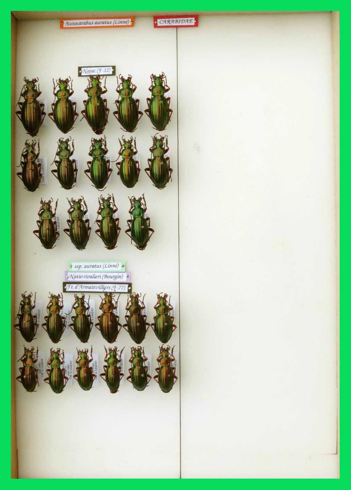 Autocarabus auratus (8)