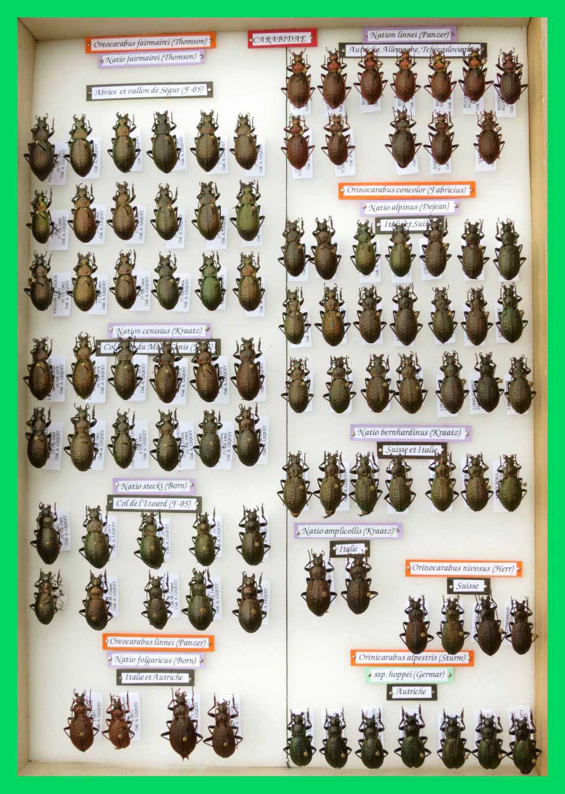 Oreocarabus  fairmairei, linnei, concolor, nivosus, alpestris.
