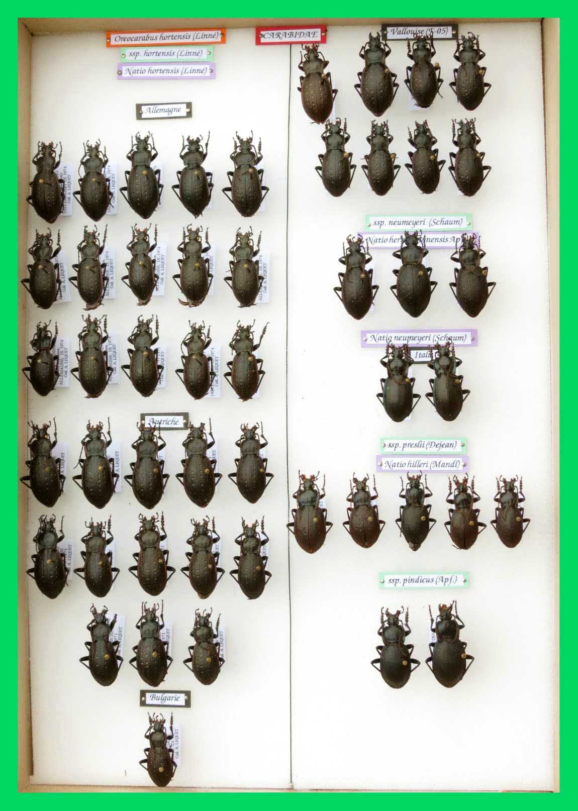 Oreocarabus hortensis.