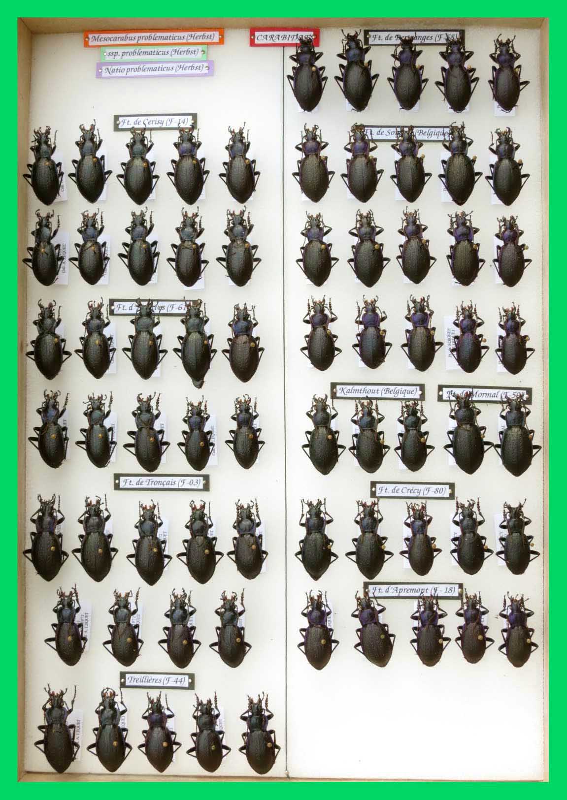 Mesocarabus problematicus (3)