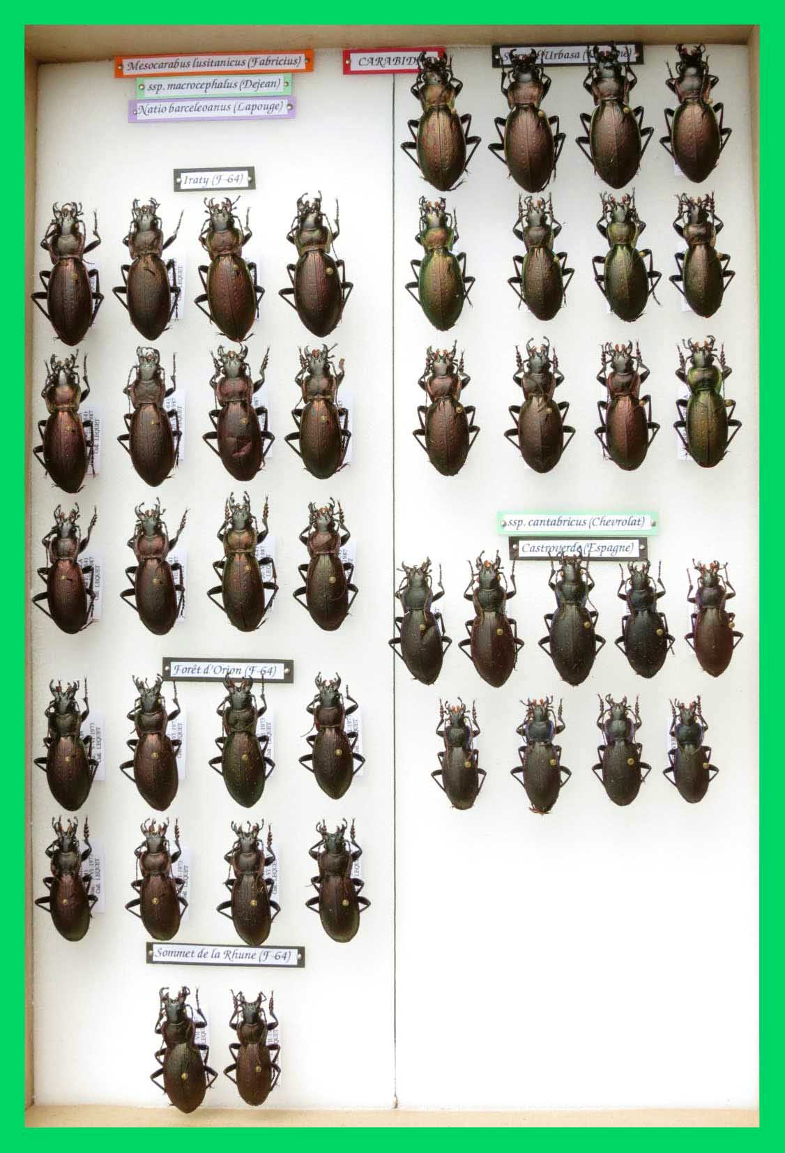 Mesocarabus macrocephalus (2)