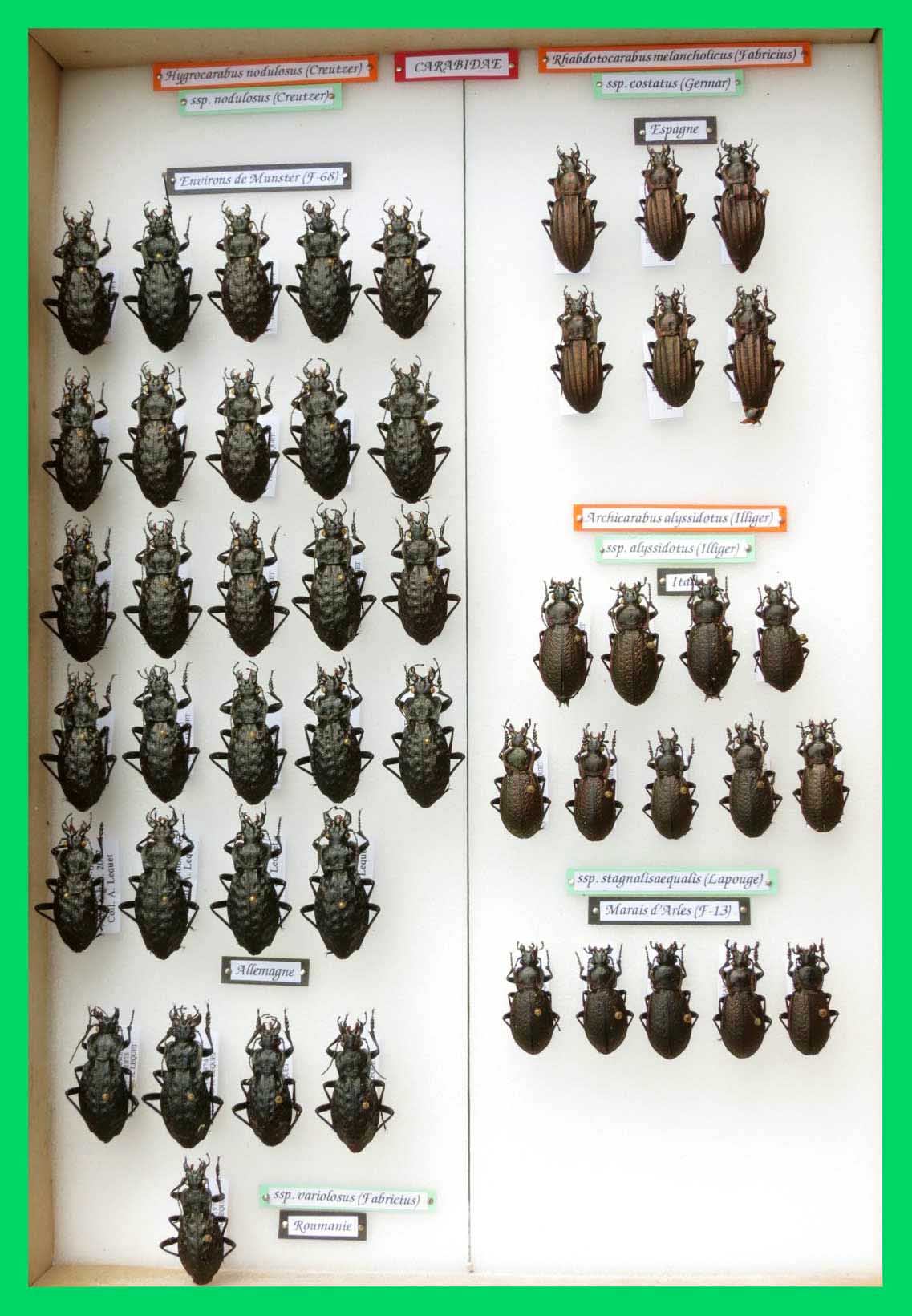 Hygrocarabus nodulosus; Rhabdotocarabus melancholicus;  Archicarabus alyssidotus.