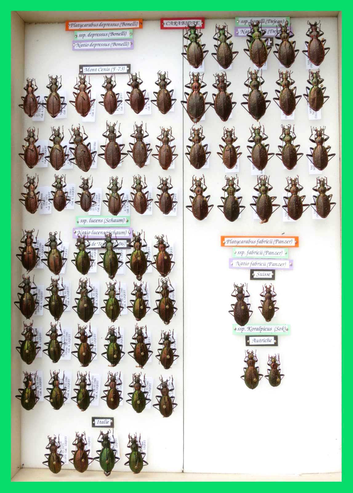 Platycarabus depressus et fabricii.