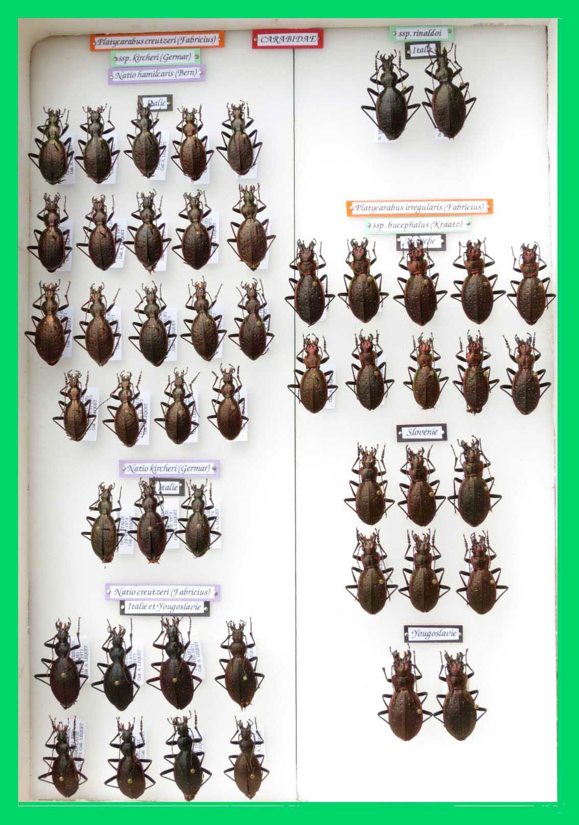Platycarabus creutzeri & irregularis.