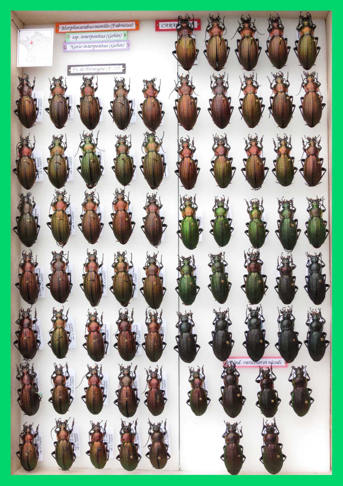 Morphocarabus monilis (2)