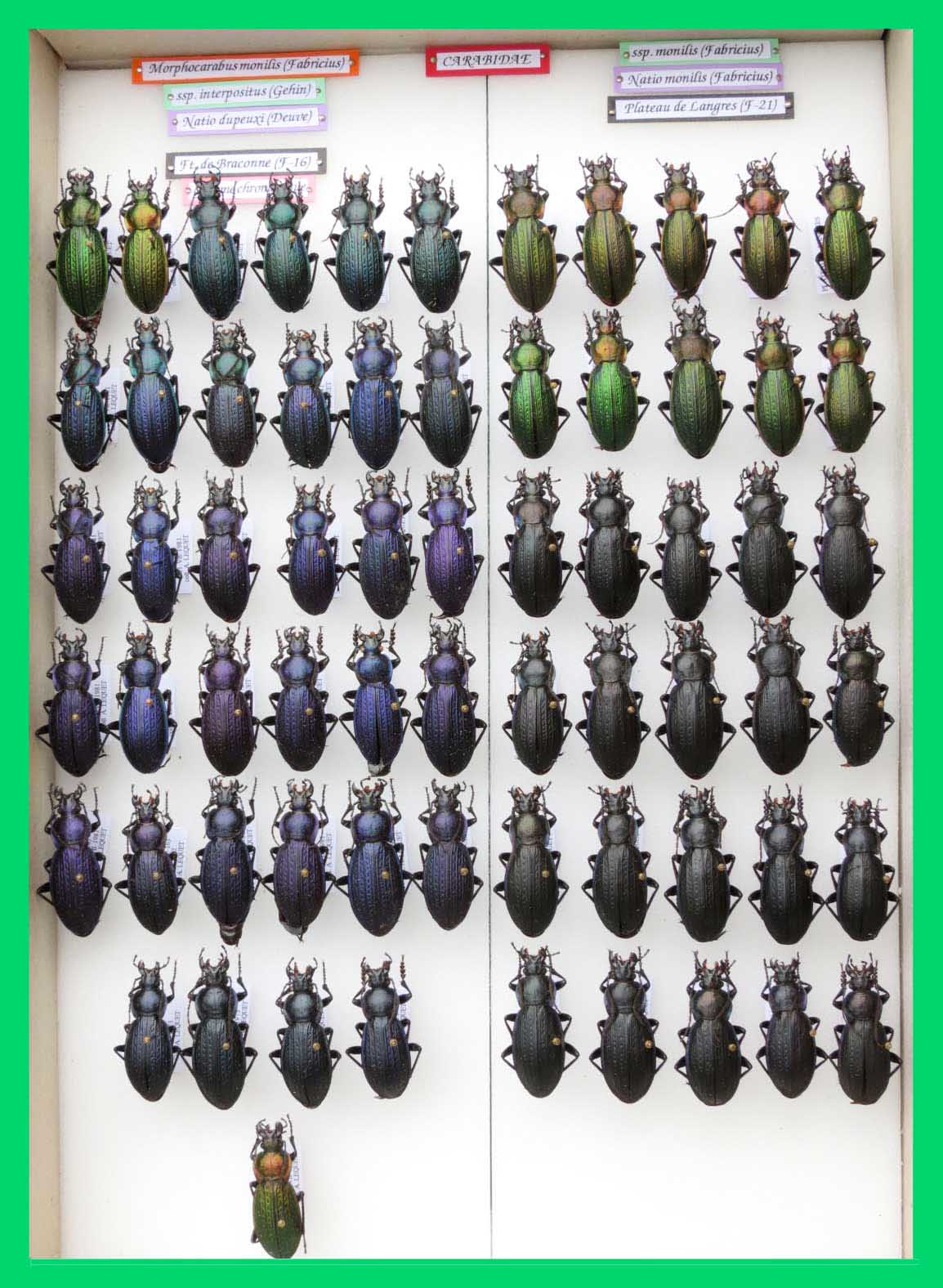 Morphocarabus monilis (3)