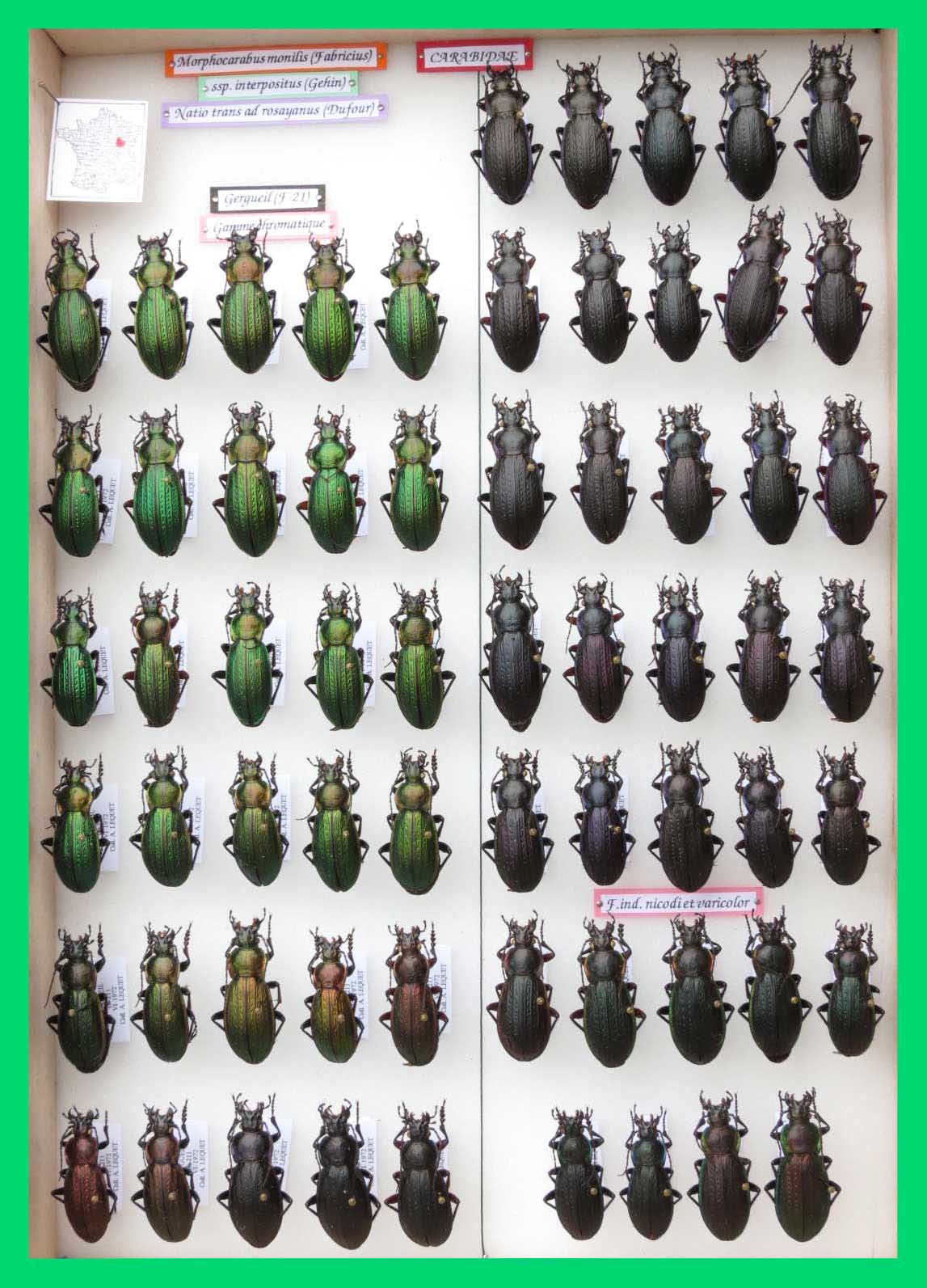 Morphocarabus monilis (5)