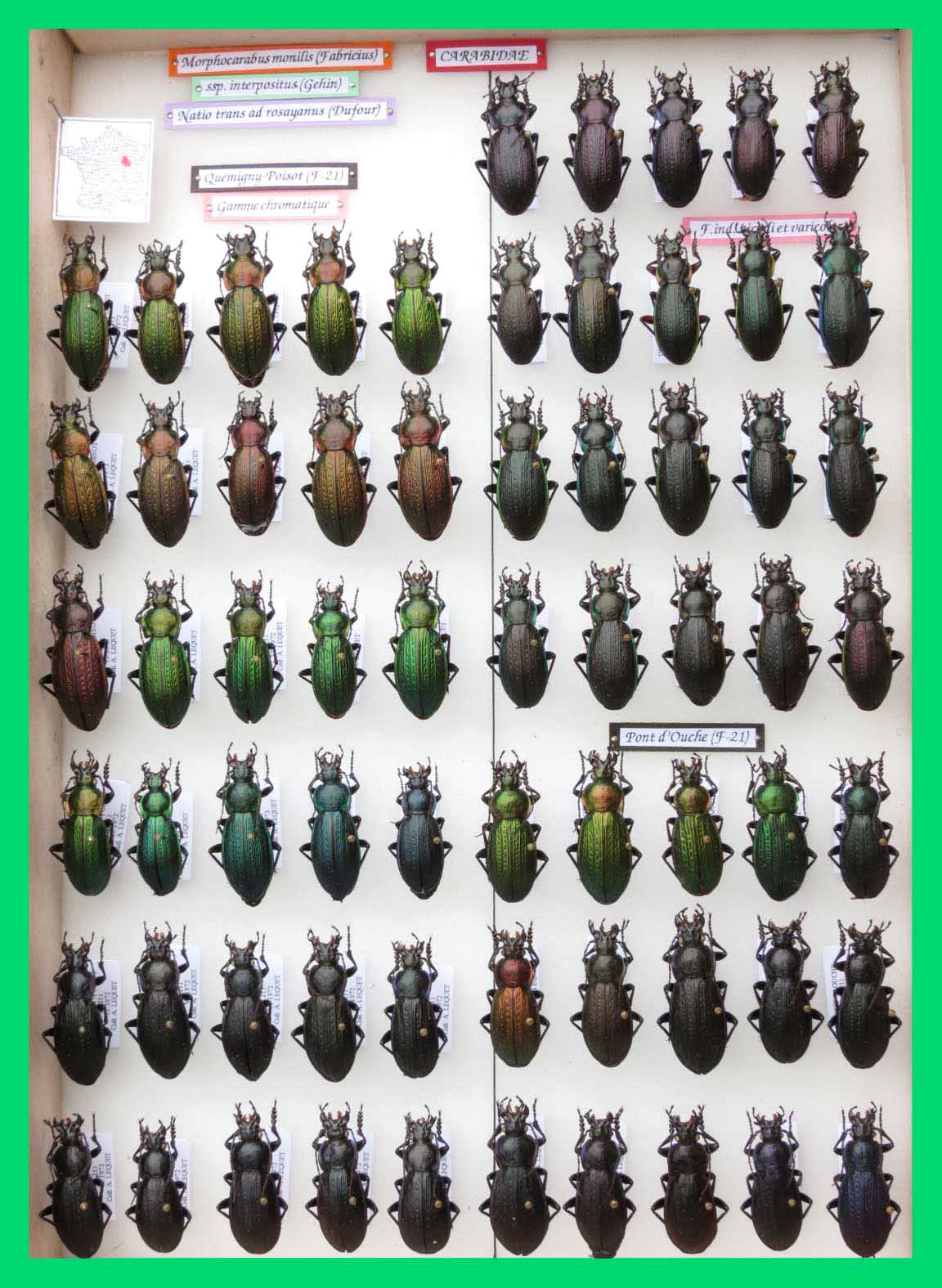 Morphocarabus monilis (6)