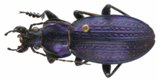 Morphocarabus monilis, photo 1