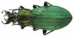 Morphocarabus monilis, photo 2