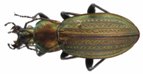 Morphocarabus monilis, photo 3