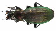 Morphocarabus monilis, photo 4