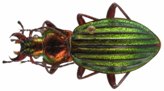 Chrysocarabus auronitens