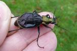 Carabe splendide (Chrysocarabus splendens), forme michaellae, en main,  photo 4.
