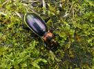 Carabe splendide (Chrysocarabus splendens), forme michaellae, photo 1.