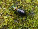 Carabe splendide (Chrysocarabus splendens), forme michaellae, photo 3.