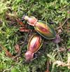 Carabe splendide (Chrysocarabus splendens), forme type, photo 1. 
