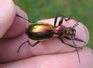 Carabe splendide (Chrysocarabus splendens), forme type, en main.