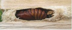 cocon de Cossus, avec chrysalide (photo 1)