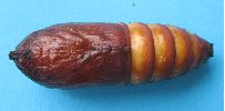 chrysalide de Cossus en vue ventrale