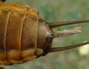 Courtilière ou taupe-grillon (Gryllotalpa gryllotalpa), extrémité abdominale du mâle.