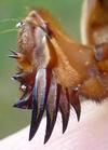 Courtilière ou taupe-grillon (Gryllotalpa gryllotalpa),  détail  des griffes d'une patte antérieure.